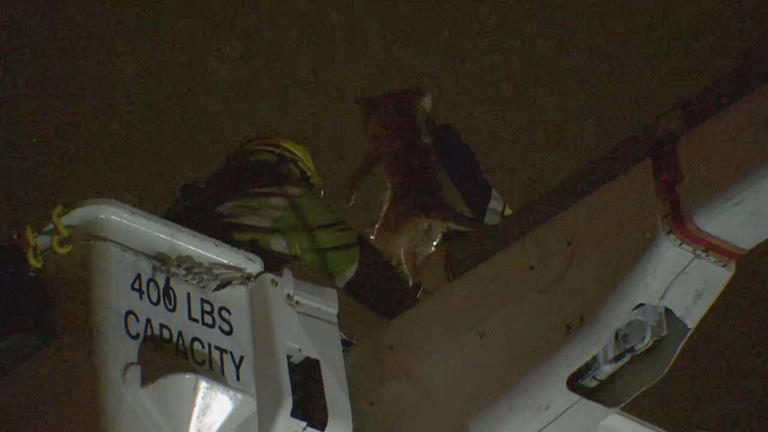 Cat rescued after stuck atop Vancouver transmission pole for six days ...