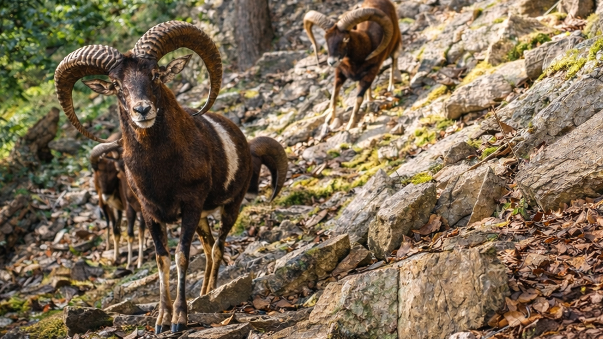 Seltenes Naturerlebnis: Verborgene Kamera filmt wilde Tiere