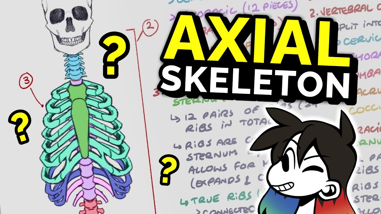An artist’s guide to drawing the human axial skeleton