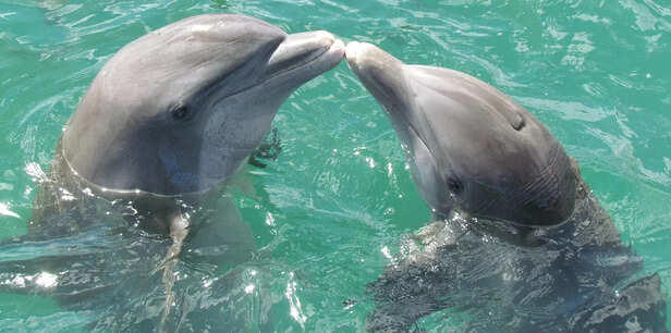 10 animals with complex emotions just like humans