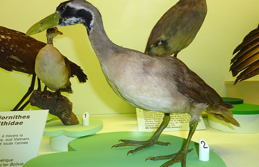 5 fakta menarik burung masked finfoot Asia yang semakin langka