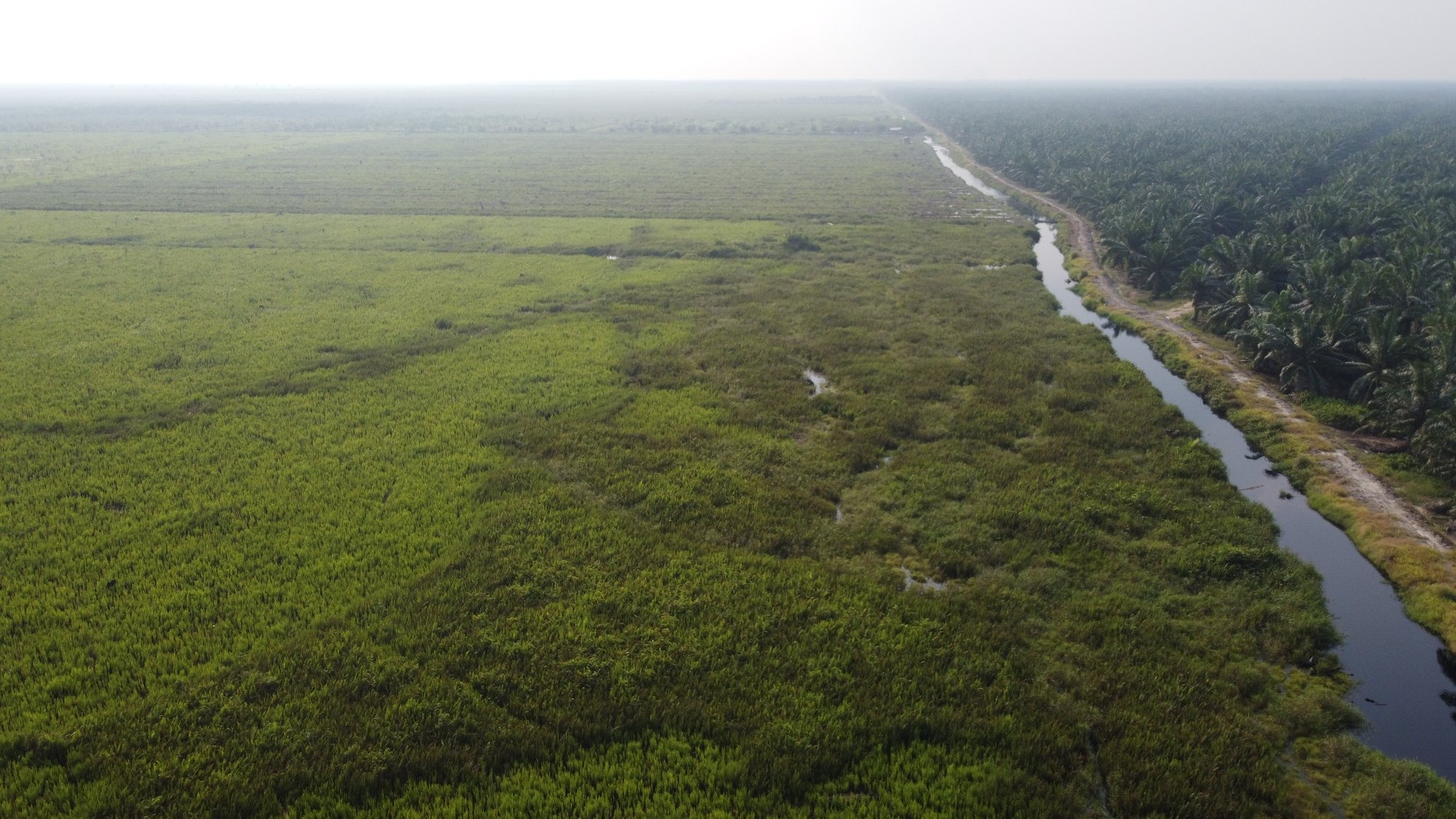 Lahan Gambut Global: Kunci Perang Melawan Perubahan Iklim