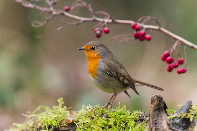 Want robins in your garden? Leave it a little messy