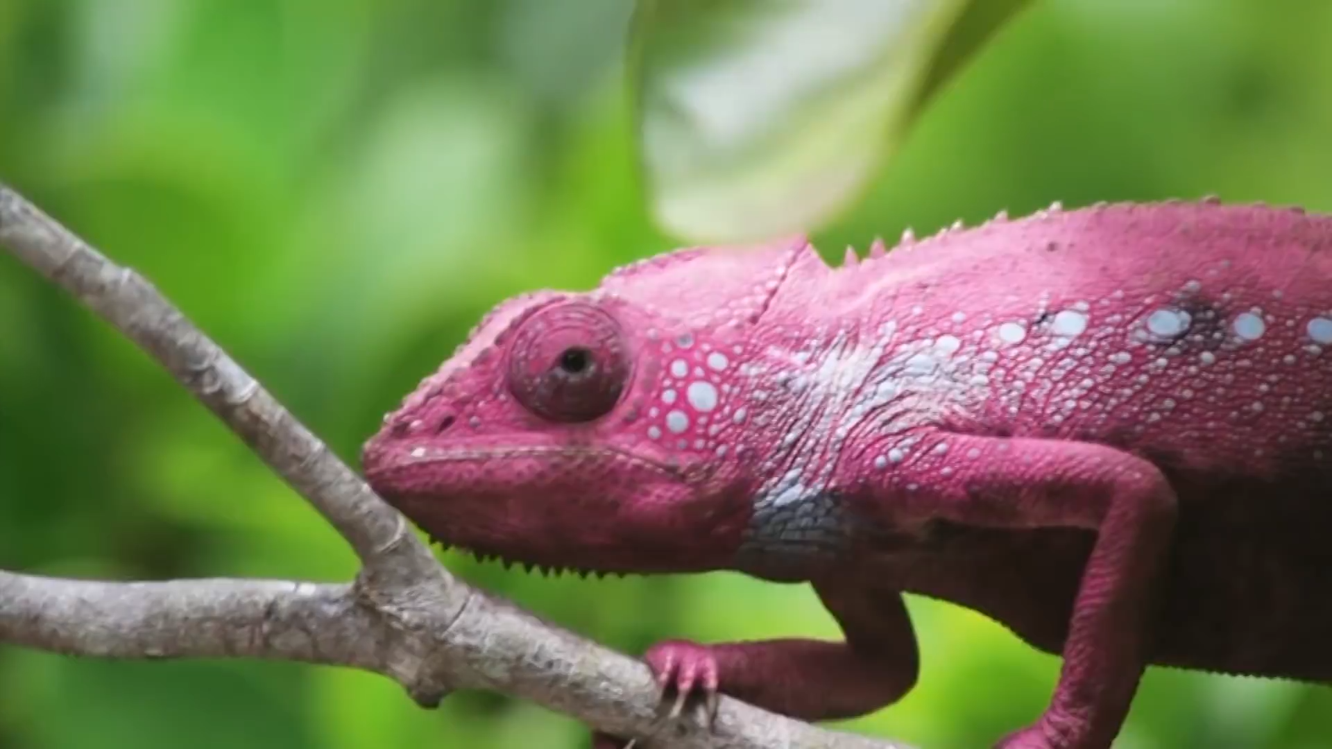 How expert players maximize the lizard’s full combat potential