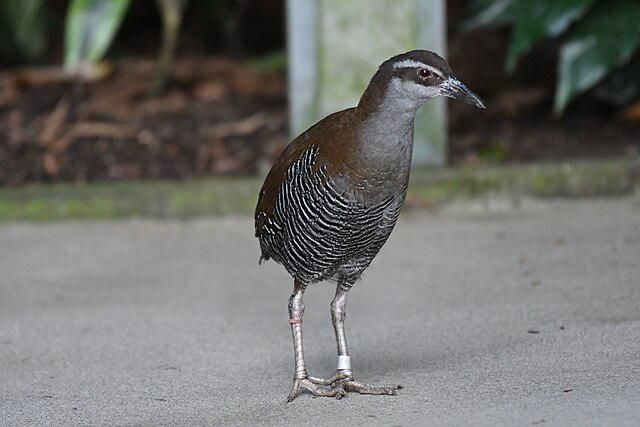 5 Fakta Menarik Guam Rail, Satwa Langka yang Terancam Punah