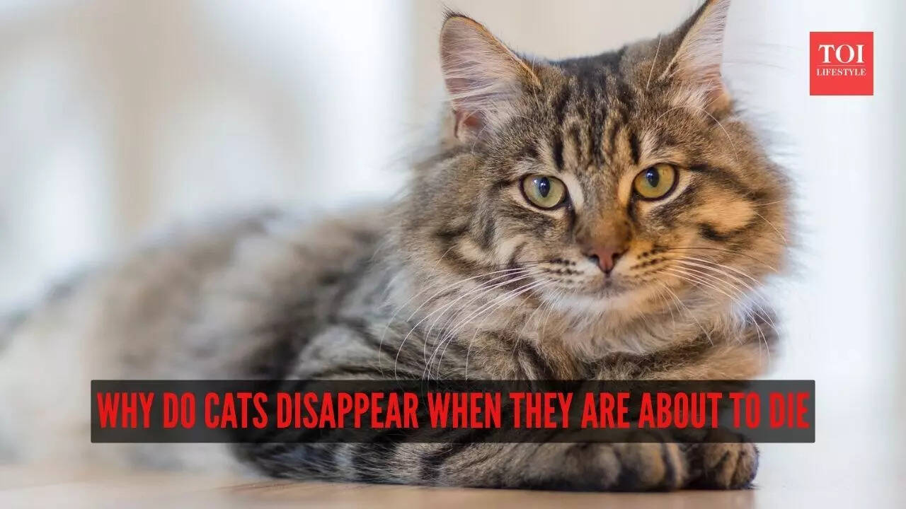 Why do cats disappear when they are about to die?