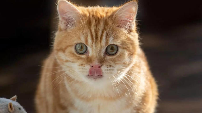 Why do cats disappear when they are about to die?