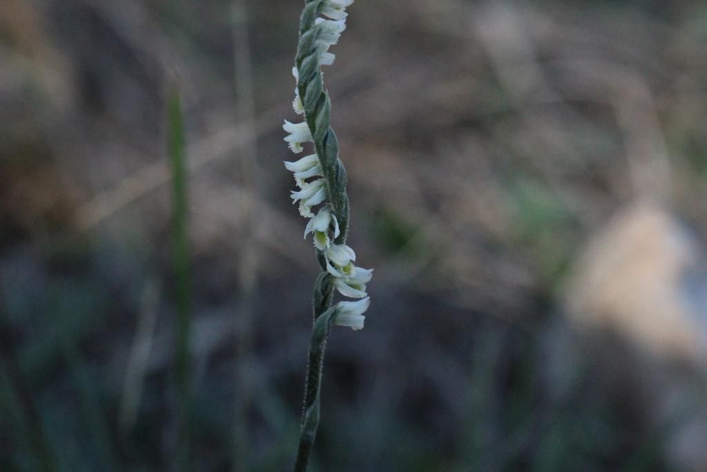 5 Fakta Menarik Spiranthes spiralis, Anggrek Kecil di Padang Rumput Eropa