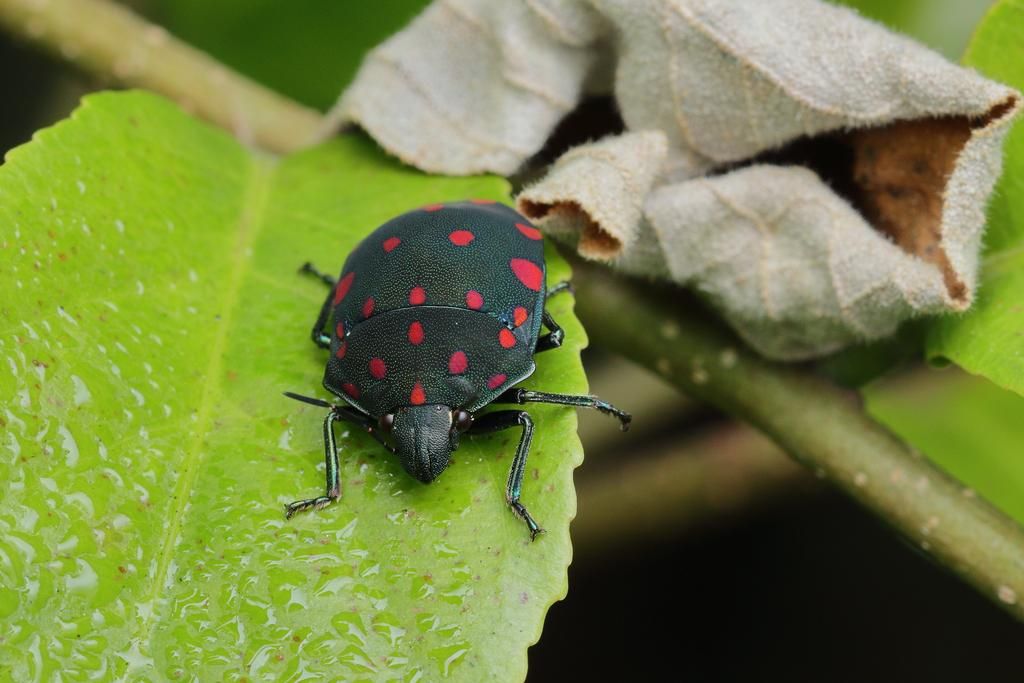 5 Fakta Menarik Pachycoris torridus, Kepik Berwarna Unik