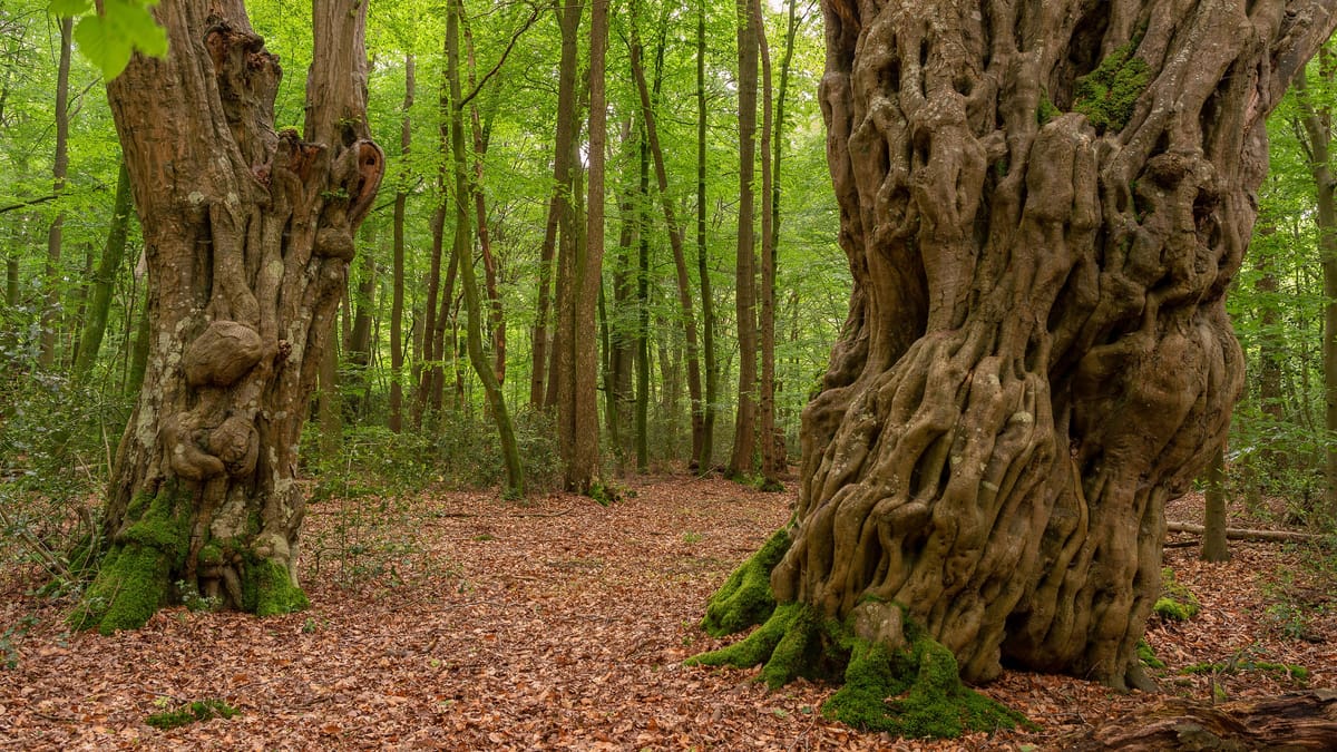 Jahrtausende alter Urwald: Geheimtipp für den Norden