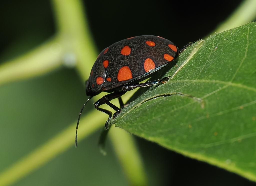 5 Fakta Menarik Pachycoris torridus, Kepik Berwarna Unik