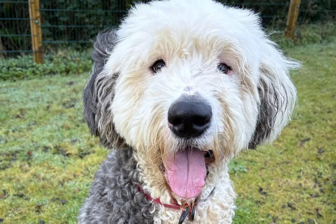 Dogs Trust: Hugo the Old English sheepdog and spaniel cross Audry both need rehoming in Northern Ireland