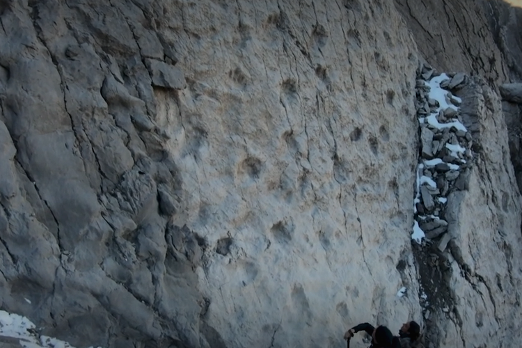 Jejak Dinosaurus Berusia 210 Juta Tahun Ditemukan di Italia