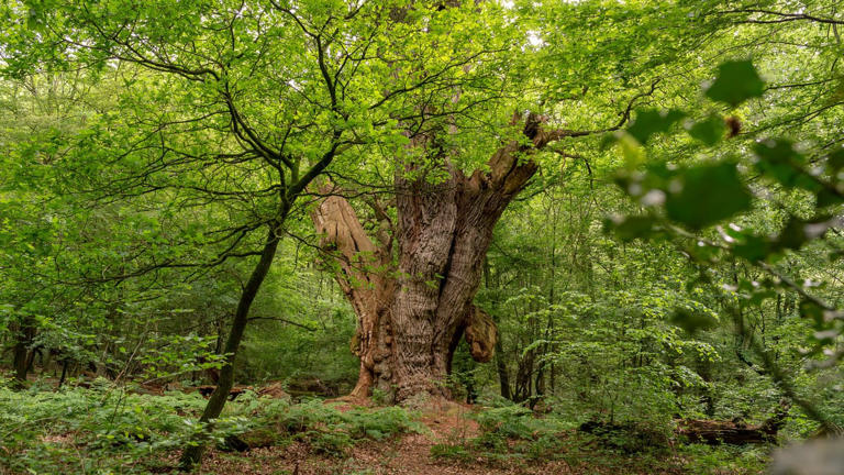 Jahrtausende alter Urwald: Geheimtipp für den Norden
