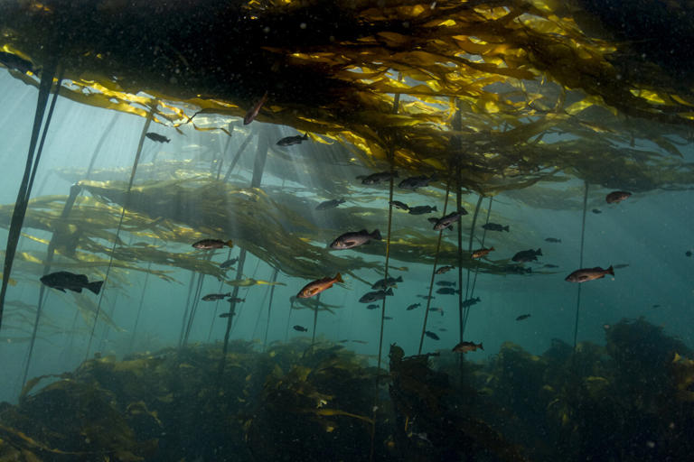 AI deciphers fish grunts, knocks and growls to identify eight species