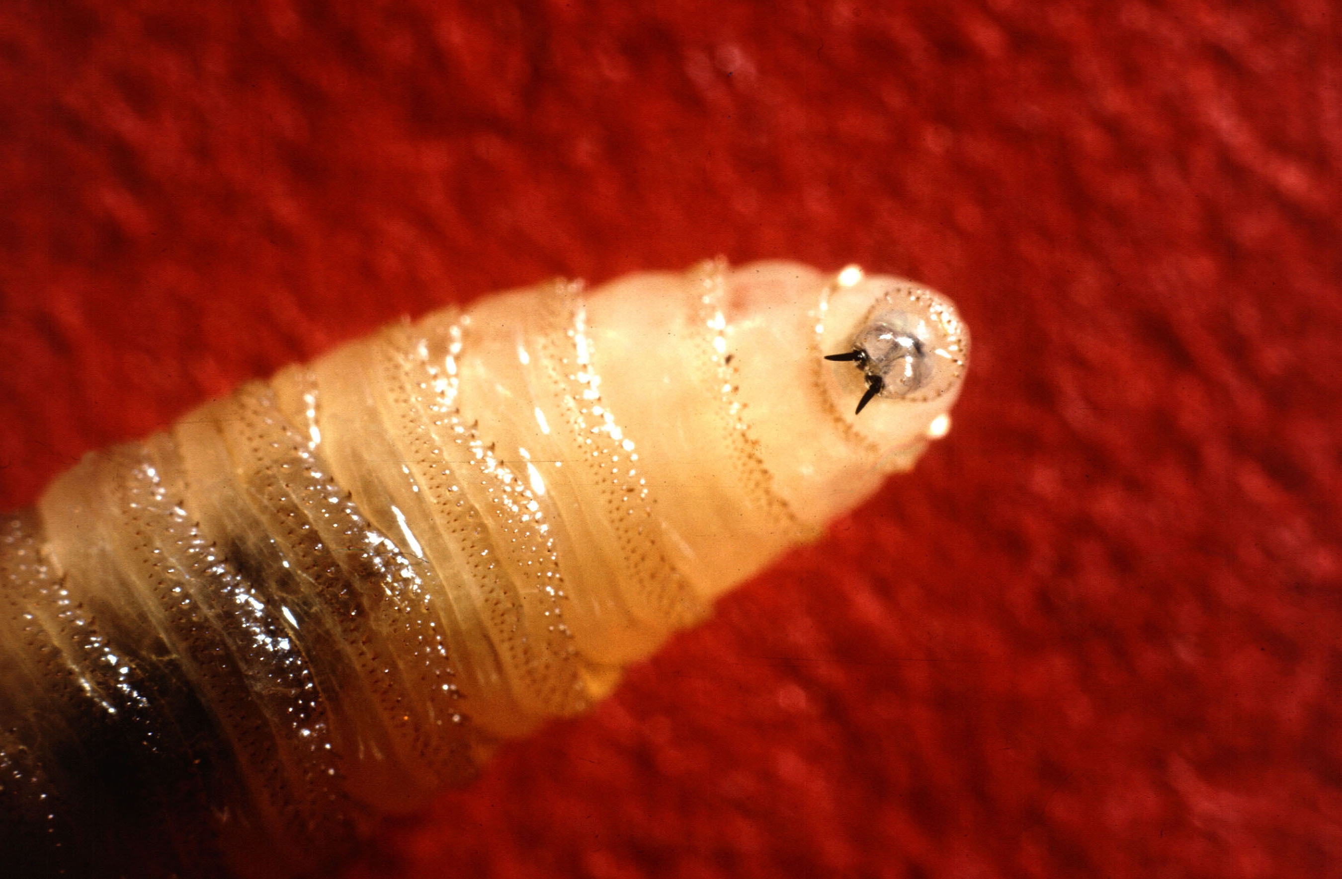 Flesh-eating screwworms have been detected in the United States 60 ...