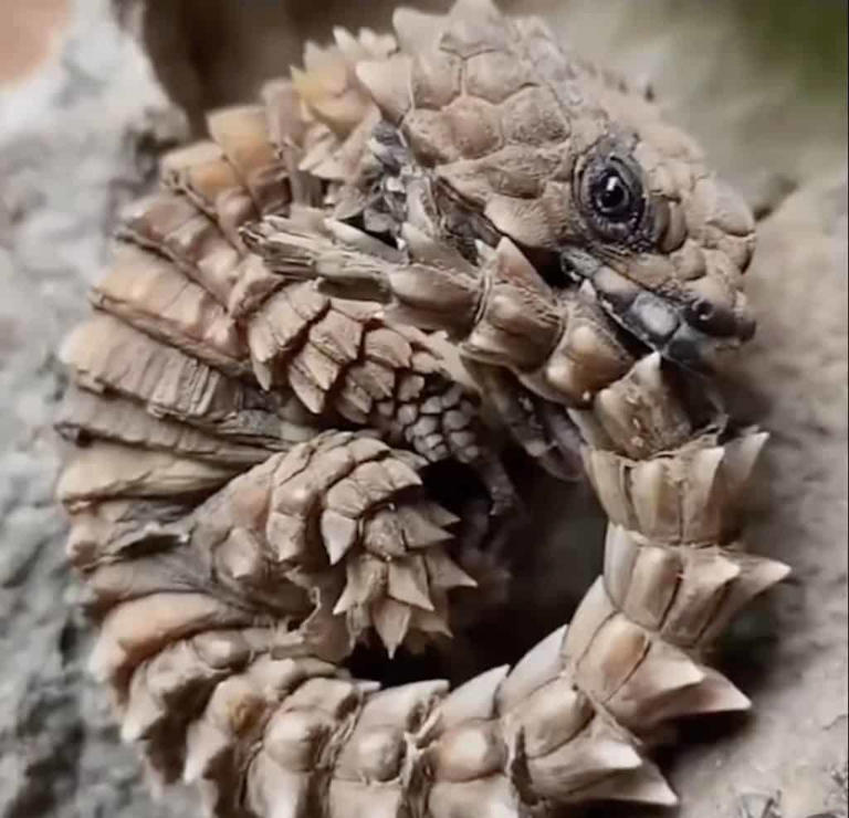 Why does this lizard bite its own tail?