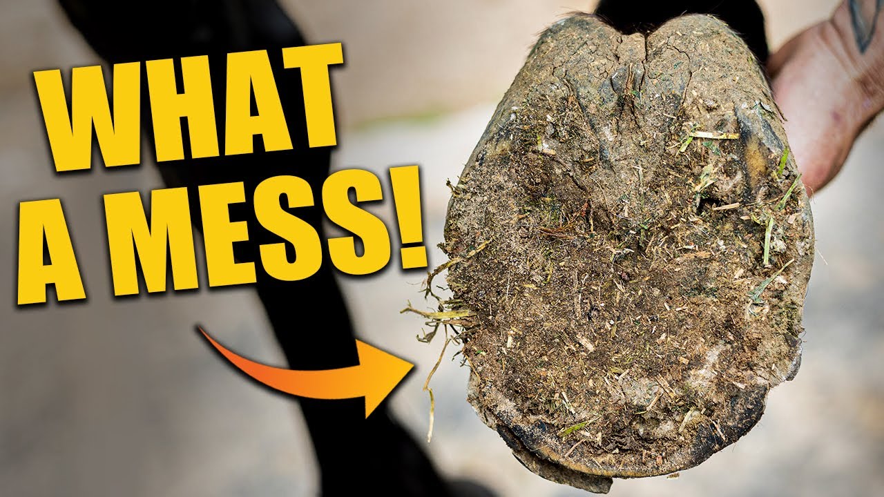 What a mess! Incredible horse hoof transformation you have to see