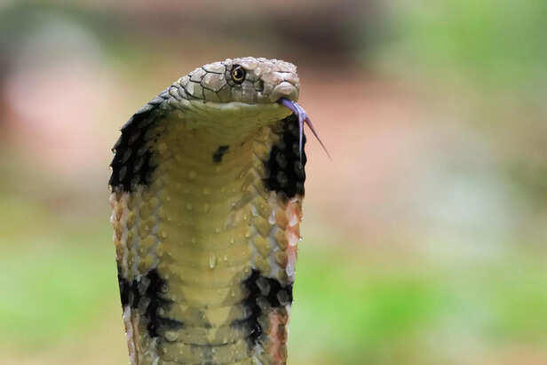 10 jaw-dropping facts about snakes that nature lovers will enjoy