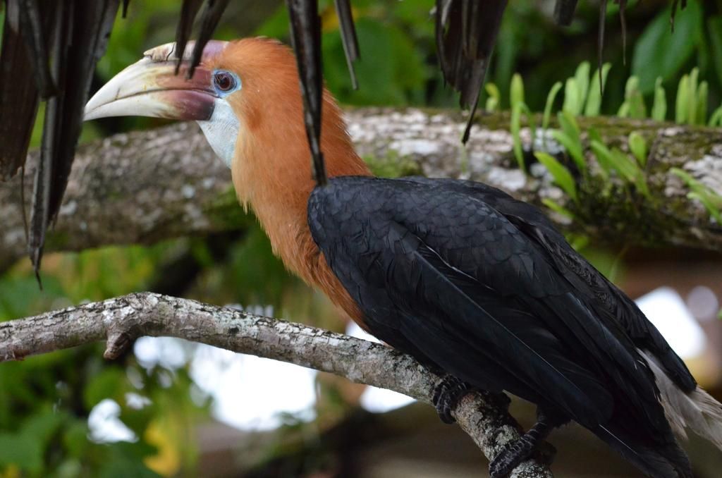 5 Fakta Menarik Rhyticeros plicatus, Burung Penyebar Biji Hutan