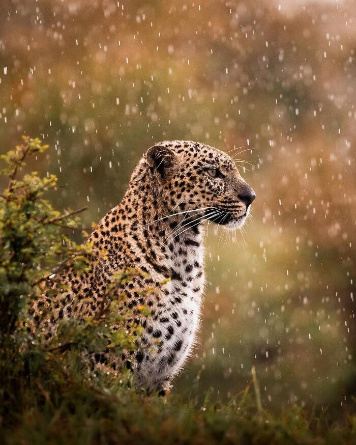 40 times this photographer was at the right place at the right moment ...