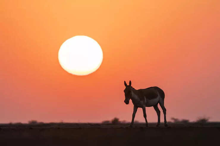 For safari lovers, this sanctuary in Kutch is a must-see