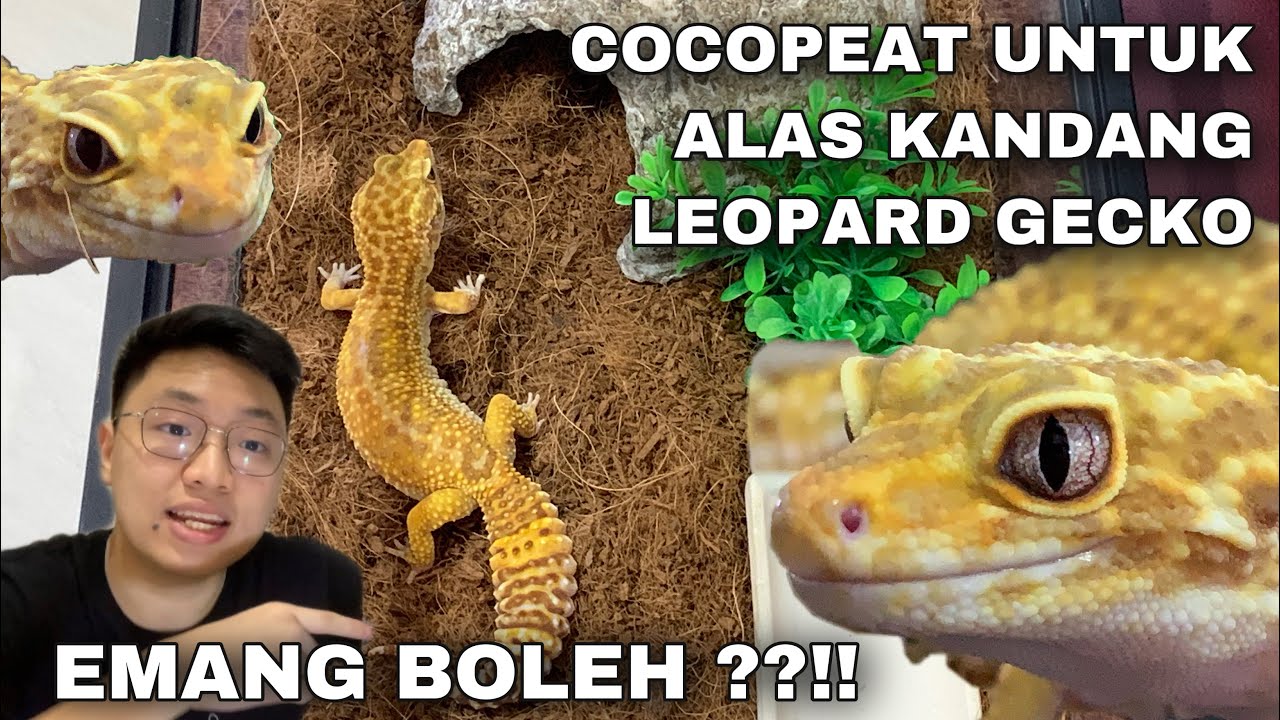 Tips kandang gecko macan tutul: Cara menggunakan alas kandang cocopeat ...