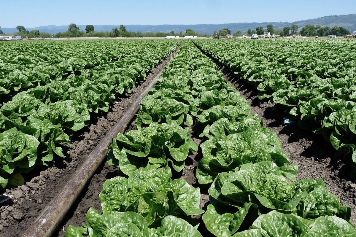 5 Fakta Menarik Kota Salinas, Penghasil Selada Terbesar Amerika!