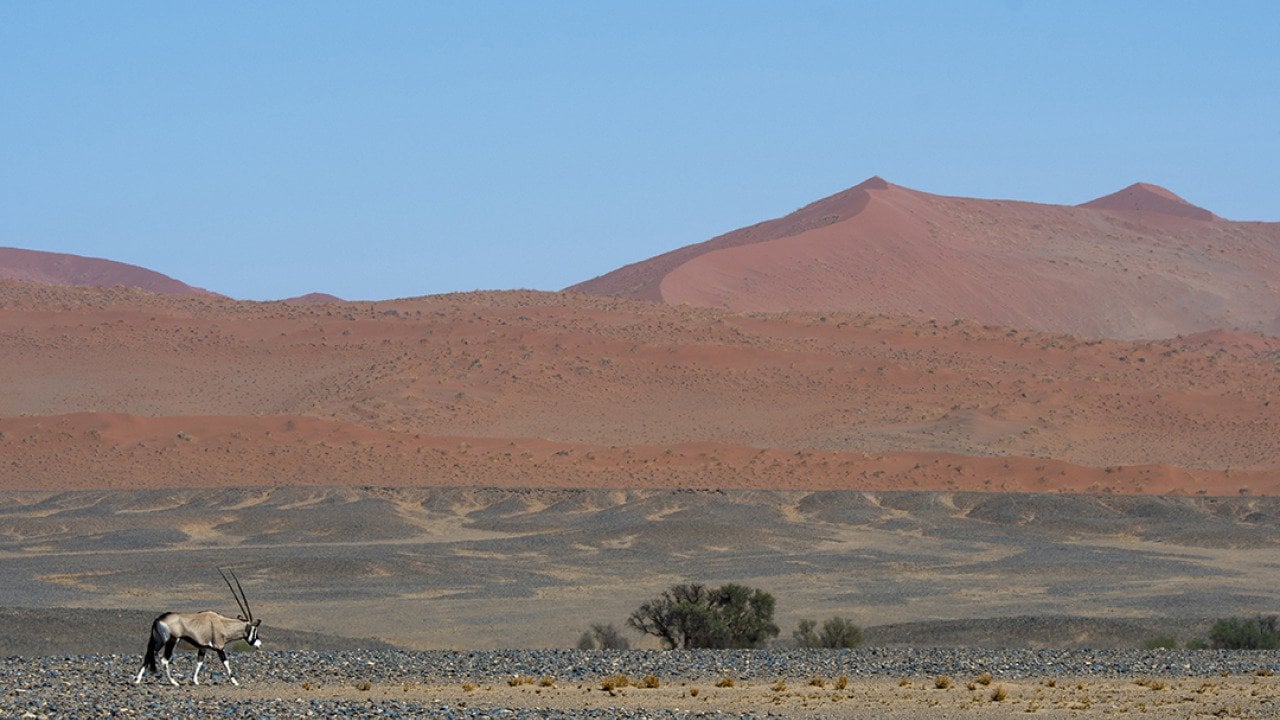 Inside the fight to save Namibia's wildlife