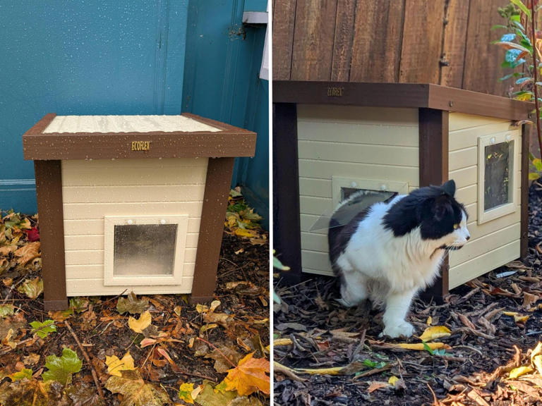 Best outdoor cat houses to keep them warm this winter