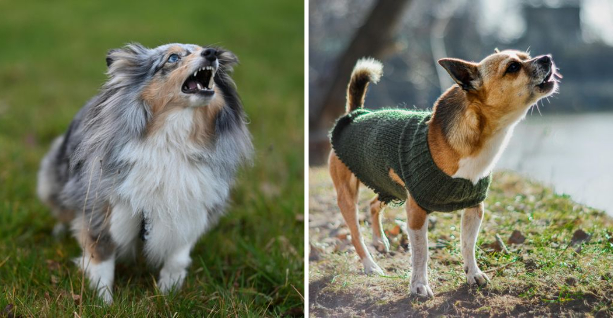 10 dog breeds known for their loud and talkative personalities
