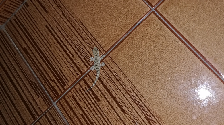 The most obvious way to stop lizards from getting into your home