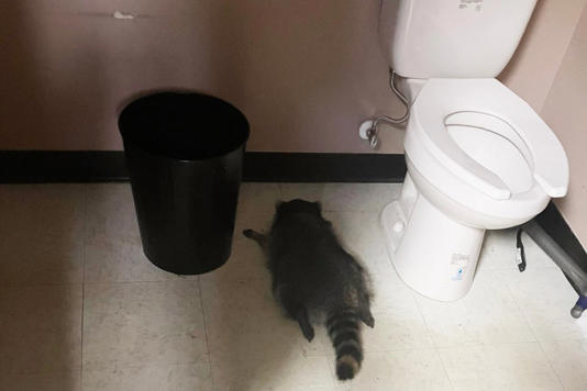 After now-infamous raccoon ransacks ABC store, Ashland wants to name it