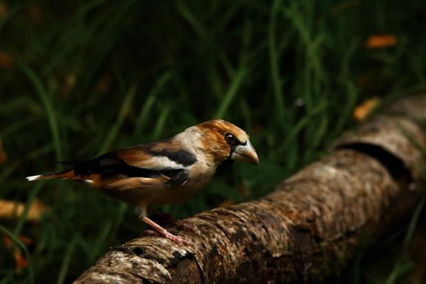 This is one of Britain's most elusive birds - here's where you might see it