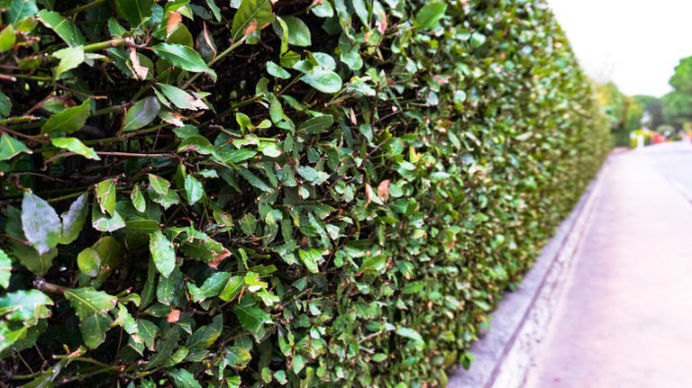 Bay leaf plant varieties that grow well in containers and outdoor gardens