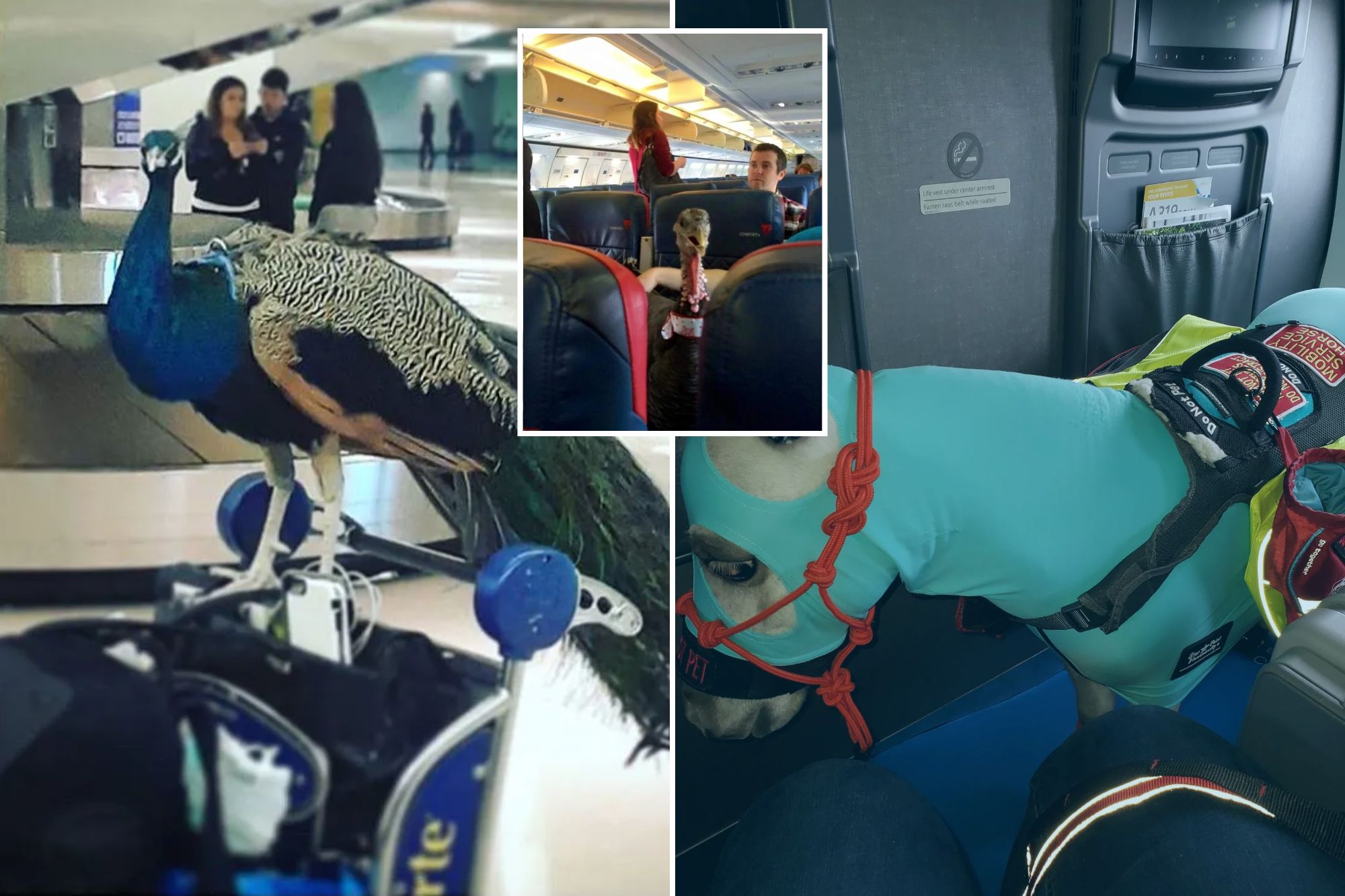 The wildest 'service animals' ever brought aboard a plane — from pigs ...
