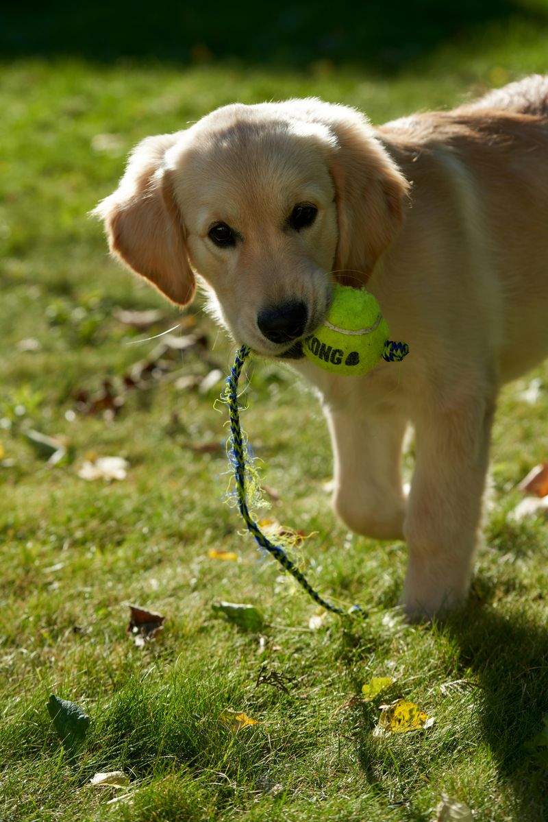 9 breeds that love carrying things, from toys to leashes to ‘helping ...
