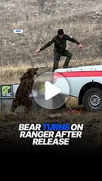 Bear charges ranger moments after being released back into the wild