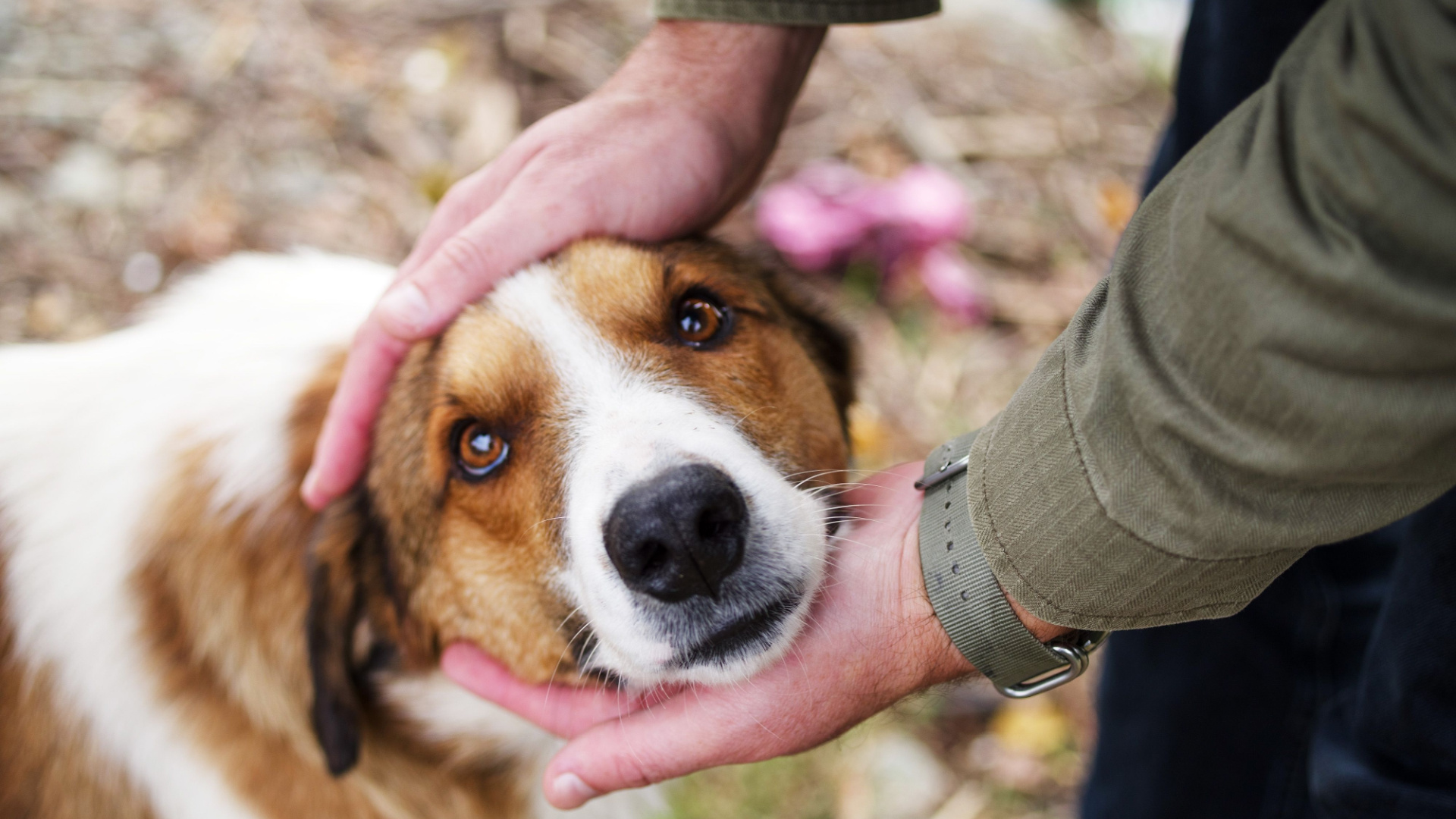 These are the magic words your dog needs to hear to feel loved and