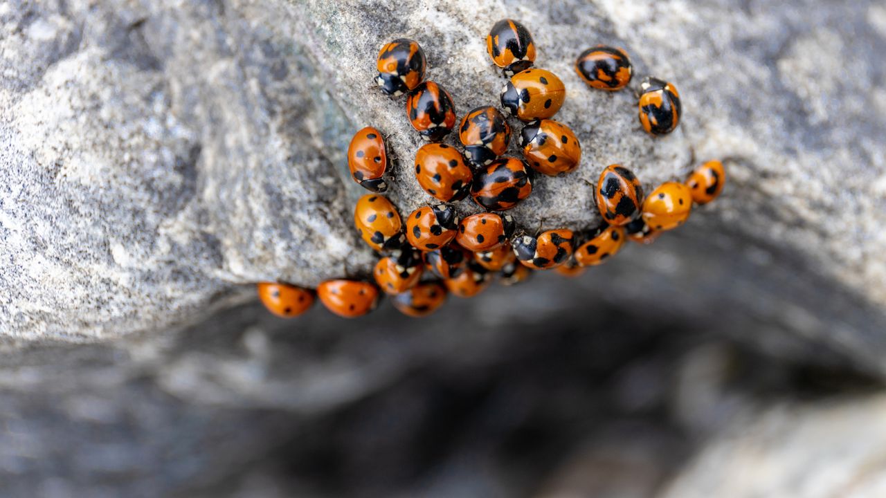 Pest expert warns of 'death spiral' ladybugs invading our homes this ...
