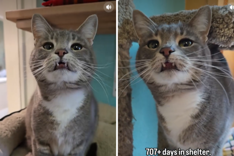 Cat has been left in the shelter for 700 days—reason why breaks hearts