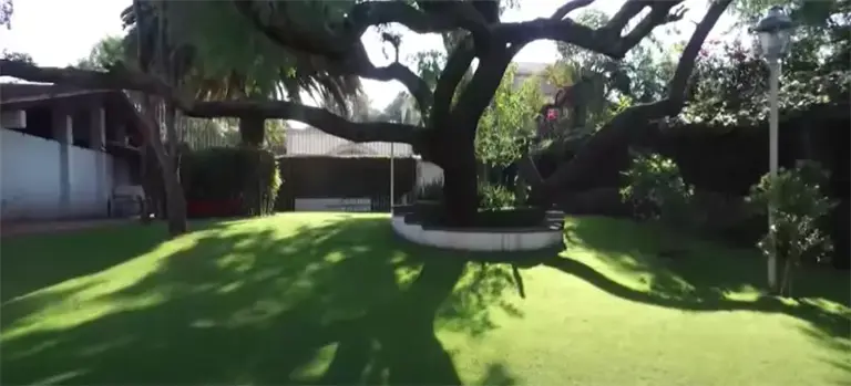 Enorme árbol en el jardín de Maribel Guardia. Foto: cortesía.