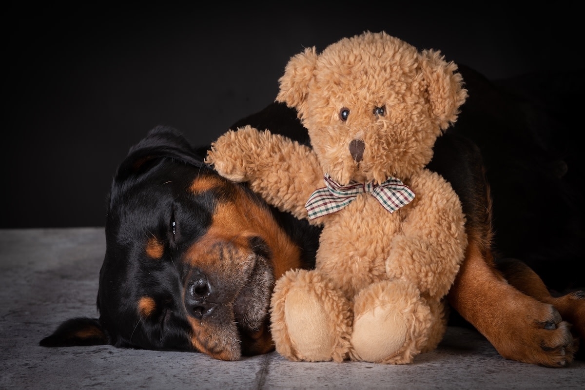 Rottweiler demanding to lie with 'his' baby is the bravest boy