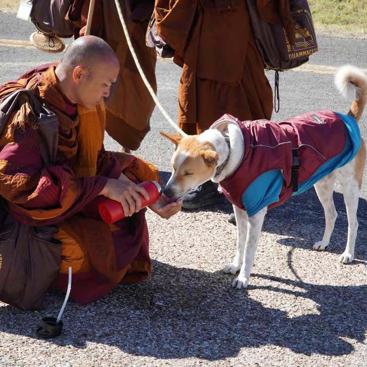 19 Buddhist monks (and a rescue dog) are walking 2,300 miles across the ...