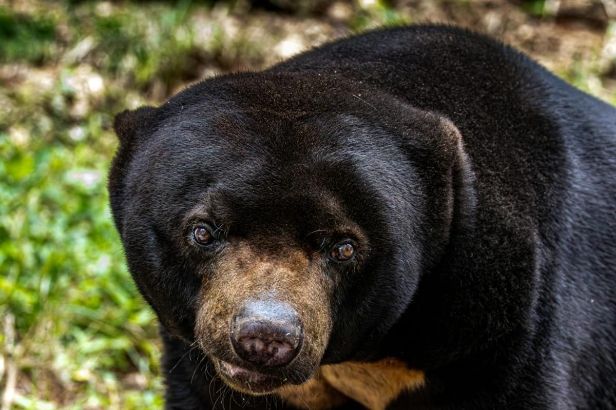 4 Fakta Menarik Beruang Madu, Spesies Beruang Terkecil Dunia