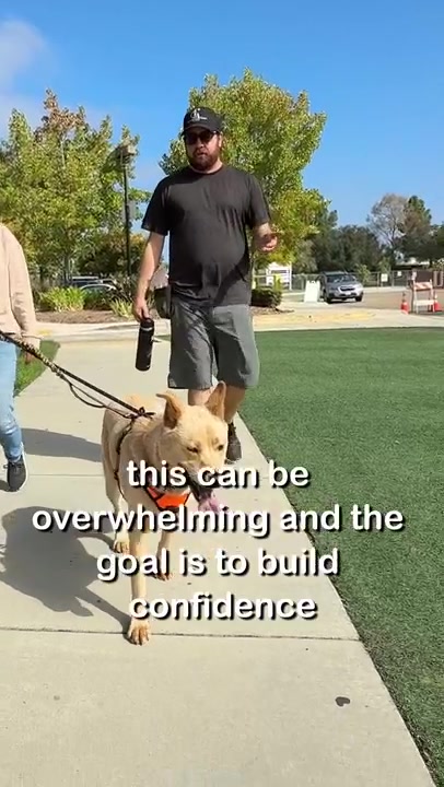 Watch this shelter dog's training outside our rehabilitation farm!