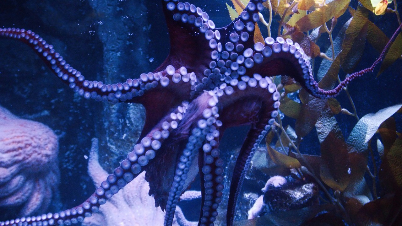 Octopuses change color in milliseconds, even though they’re colorblind