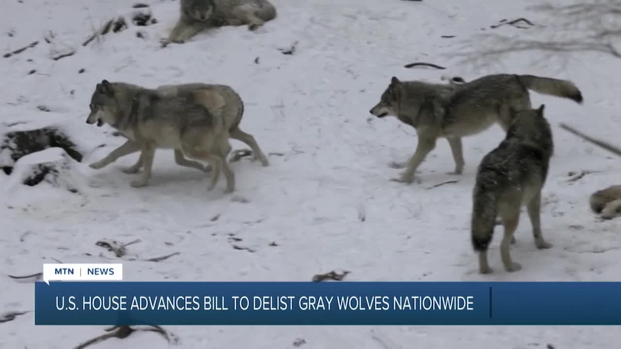 US House advances bill to remove gray wolves from endangered species list