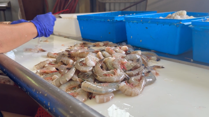 Rep. Nancy Mace reintroduces legislation to protect commercial fishing ...