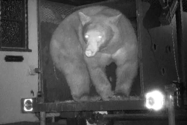 Trap set to catch 550-lb. bear living in crawl space under California ...